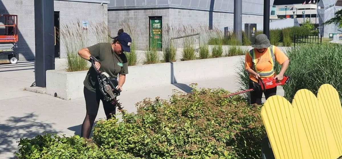 Professional landscapers using hedge trimmers to maintain shrubbery near yellow Adirondack chairs at Acumen Stadium. Quality Turf.