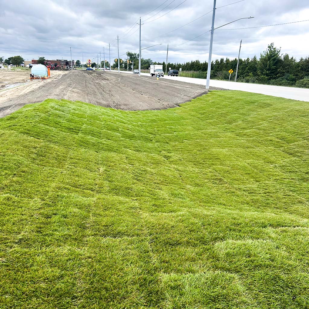 Newly installed commercial sod along a roadside, showing thick, even growth for a professional business property.