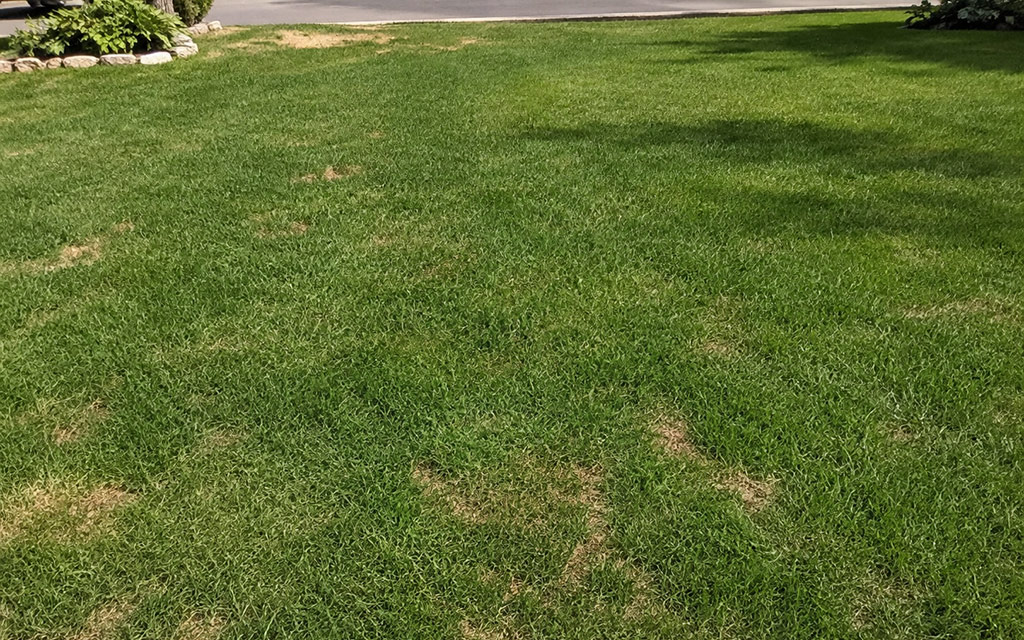 A close-up, eye-level shot of a residential front yard struggling with patchiness. While most of the turf is green, there are several distinct, dried-out tan and brown patches of grass scattered across the lawn, perfectly illustrating the problem of lawn disease, pet damage, or drought stress.