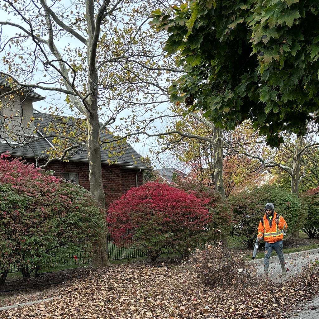 Landscaper using a backpack leaf blower for residential fall yard cleanup next to vibrant red burning bushes.