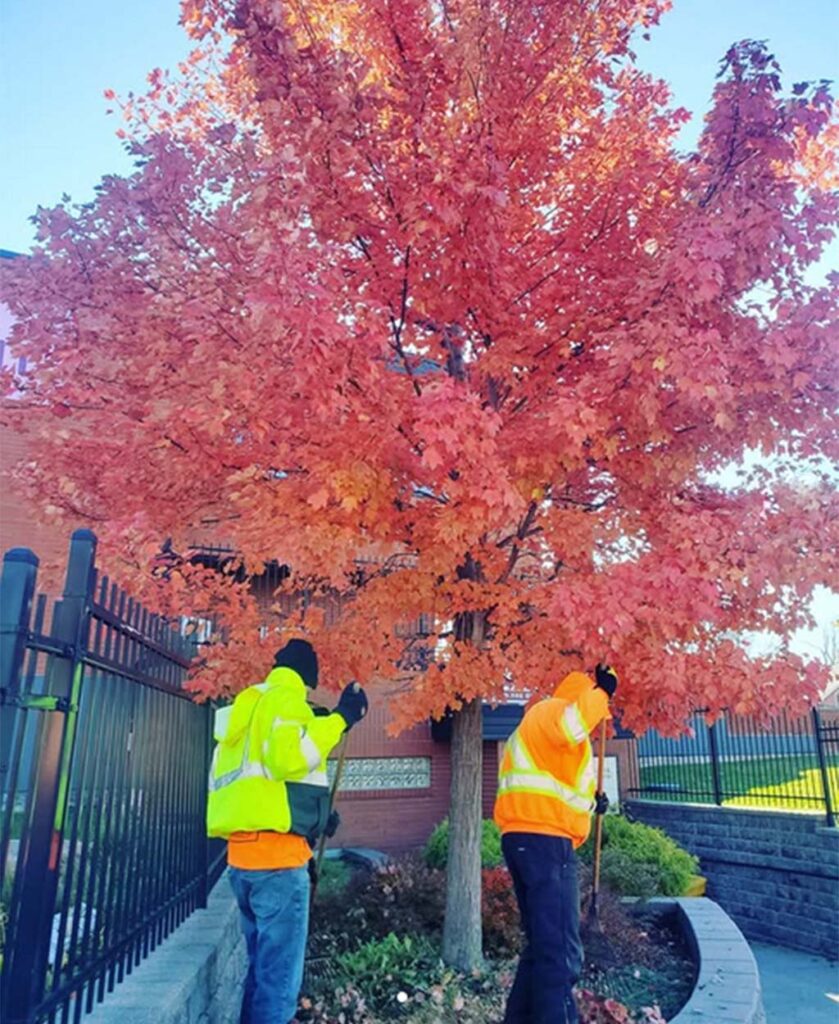 Professional landscapers in high-visibility safety gear raking leaves under a vibrant red autumn tree.