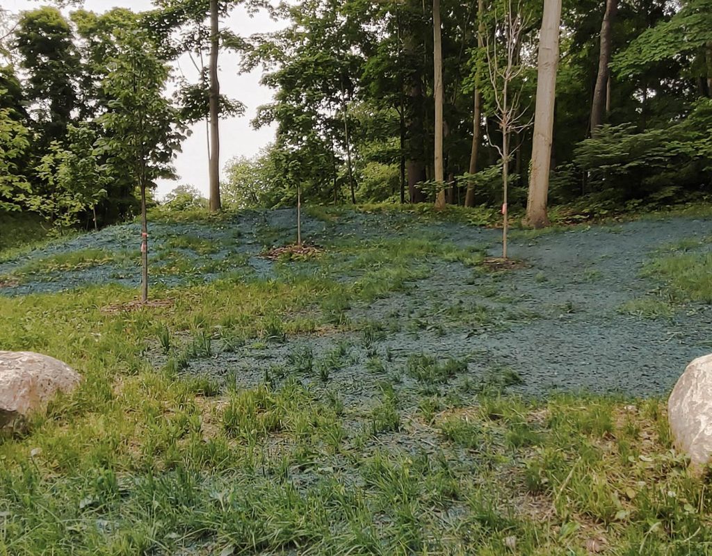 A grassy clearing with freshly hydroseeded blue-green soil surrounded by tall trees and large decorative boulders.