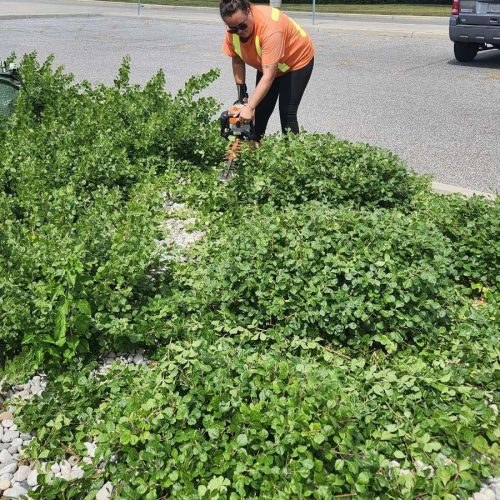 The Quality Turf crew member using a power trimmer to prune green shrubs in a rock-bordered commercial parking lot island.